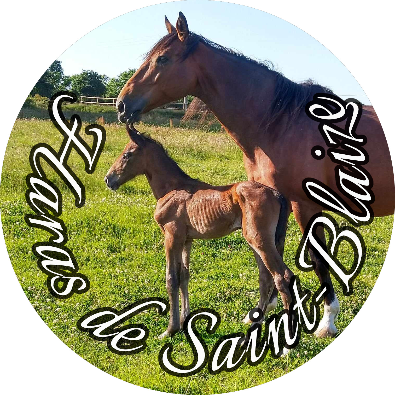 Haras de Saint-Blaize Logo